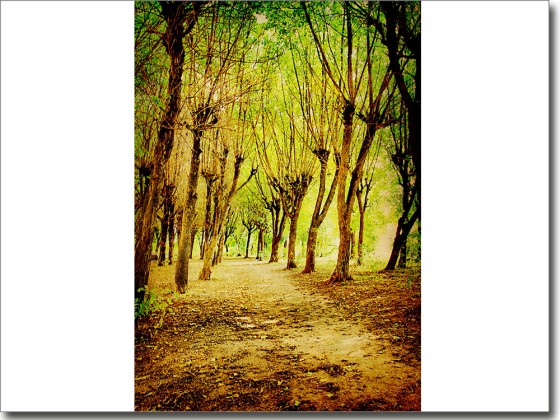 Preview: Türtattoo Herbstwald