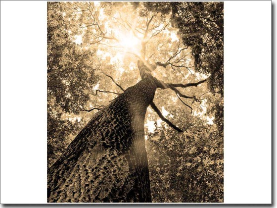 Preview: Glasdruck Baum Preview: Glasdruck Baum