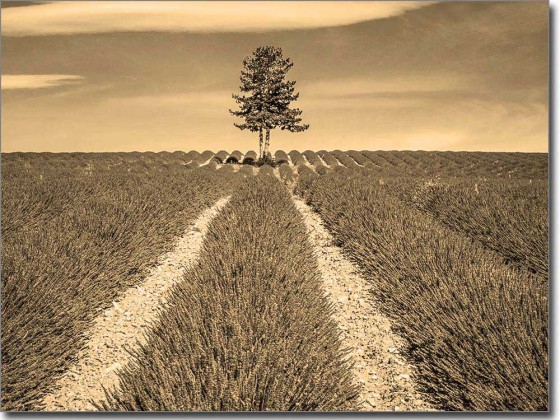 Preview: Glasbild mit Lavendel Preview: Glasbild mit Lavendel