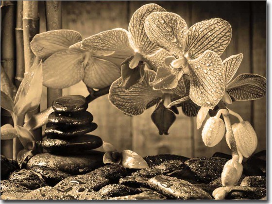 Preview: Wellness Orchidee