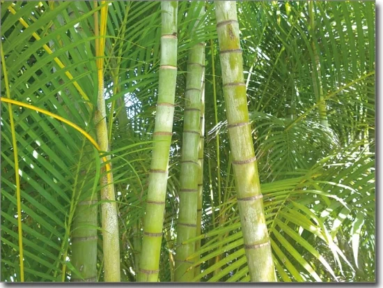 Digitaldruck Fensterbild Bambuswald