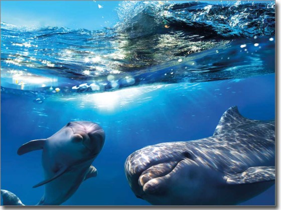 Preview: Glasbild Delphine