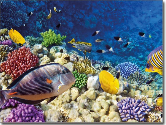 Preview: Glasprint Fische Preview: Glasprint Fische