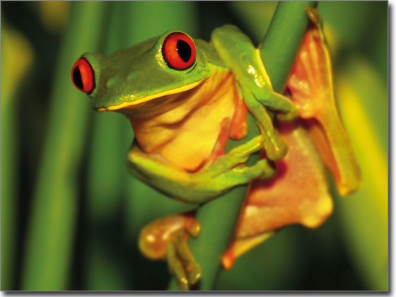 Preview: Fenster Foto Frosch Preview: Fenster Foto Frosch