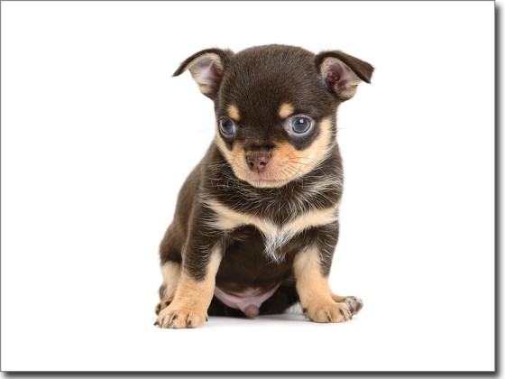 Preview: Glasdruck Hundebaby Preview: Glasdruck Hundebaby