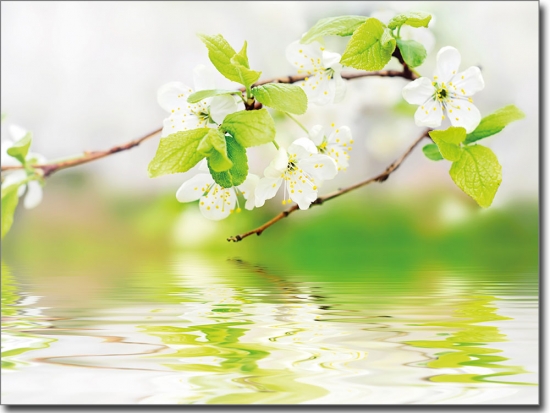 Preview: Kirschblüten