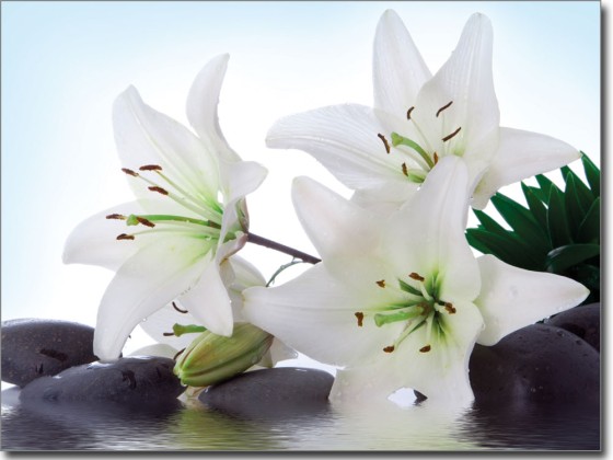 Preview: Fotofolie Wellness Lilie