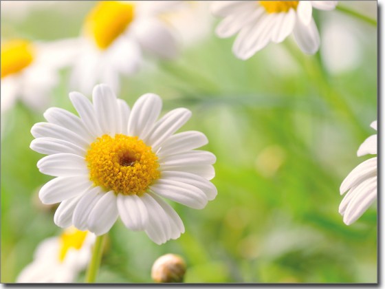 Preview: Glasbild Margeriten