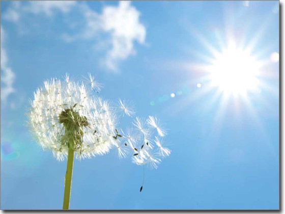 Preview: Pusteblume im Wind Preview: Pusteblume im Wind