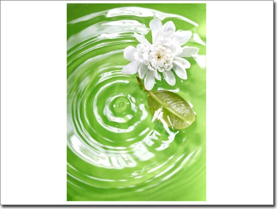 Preview: Glasbild Seerose