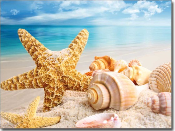 Preview: Fensterbild Seestern Preview: Fensterbild Seestern
