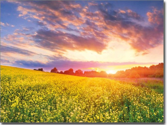 Preview: Sommerlandschaft