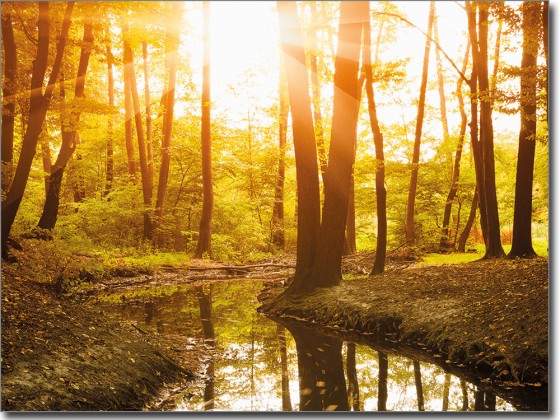 Preview: Glasbild Sonnenaufgang im Wald Preview: Glasbild Sonnenaufgang im Wald