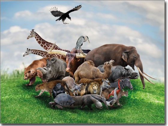Preview: Unsere Tierwelt Preview: Unsere Tierwelt