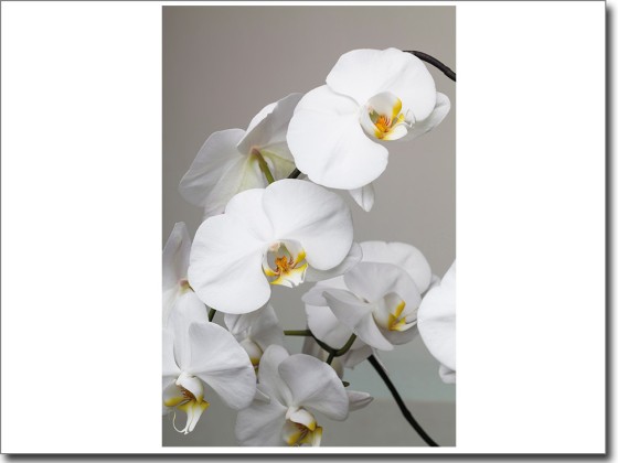 Preview: Glasbild weiße Orchidee Preview: Glasbild weiße Orchidee