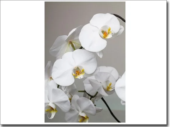 Glasbild mit weißer Orchidee