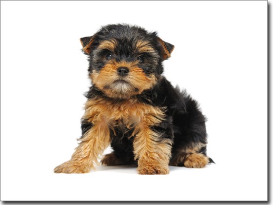 Preview: Yorkshire Terrier Baby Preview: Yorkshire Terrier Baby