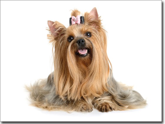 Preview: Yorkshire Terrier Preview: Yorkshire Terrier