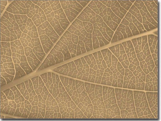 Preview: Glasbild Blattstruktur