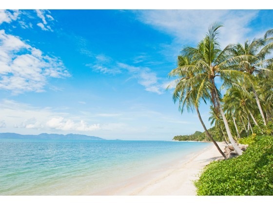 Preview: Foto für Glas Palme Karibik