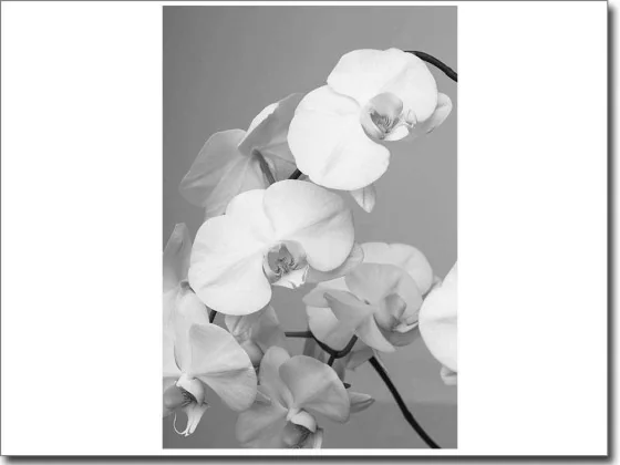 Bedruckte Fensterfolie weiße Orchidee schwarz-weiß