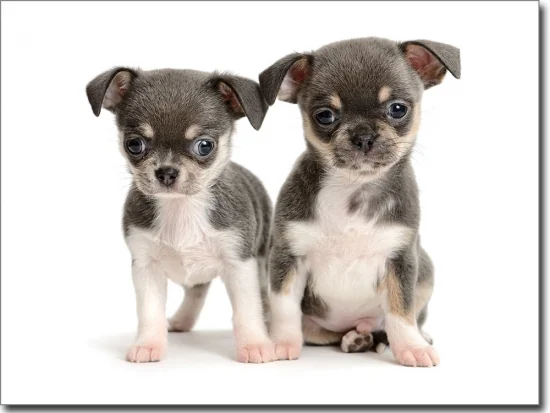 Foliendruck mit süßen Chihuahua Babys