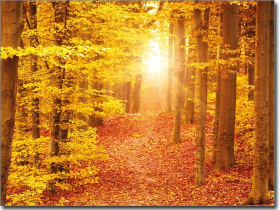Preview: Glasfoto Herbstwald Preview: Glasfoto Herbstwald