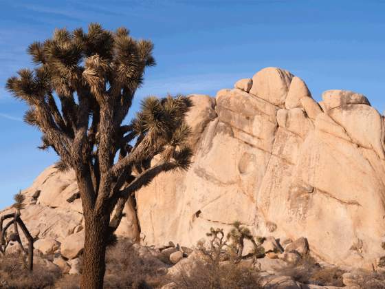 Preview: Fotofolie Joshua Tree Kalifornien Preview: Fotofolie Joshua Tree Kalifornien