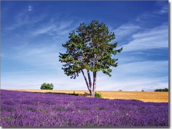 Preview: Lavendel Traum Preview: Lavendel Traum