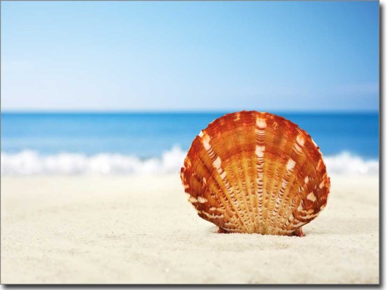Preview: Muschel im Sand Preview: Muschel im Sand