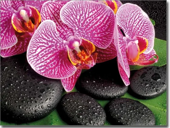 Glasbild Orchidee farbig
