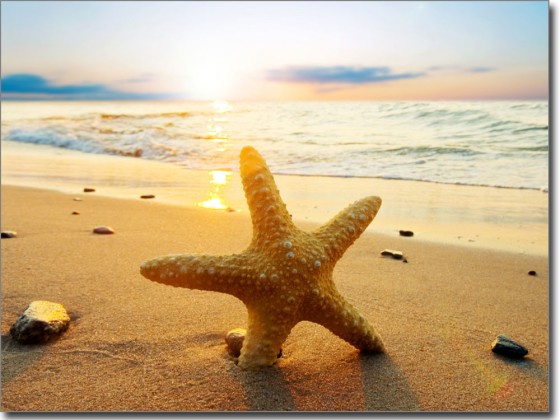 Preview: Glasprint Seestern