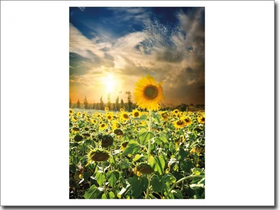 selbstklebender Foliendruck mit Sonnenblumenfeld