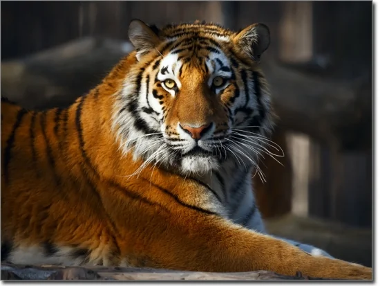 Fotofolie für Fenster Tiger