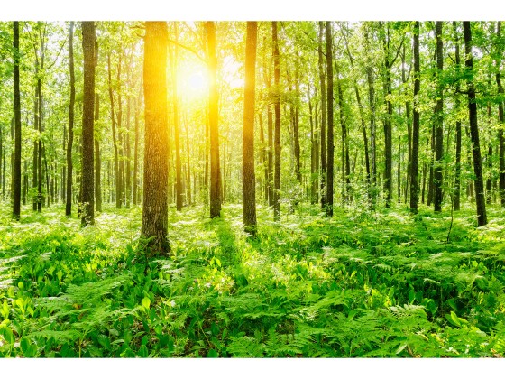 Preview: Glasbild Sommerwald Preview: Glasbild Sommerwald