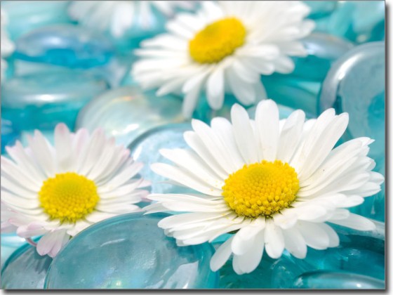 Preview: Wellness Margeriten Preview: Wellness Margeriten