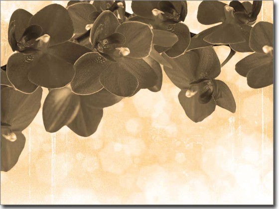 Preview: Orchideenmeer Preview: Orchideenmeer