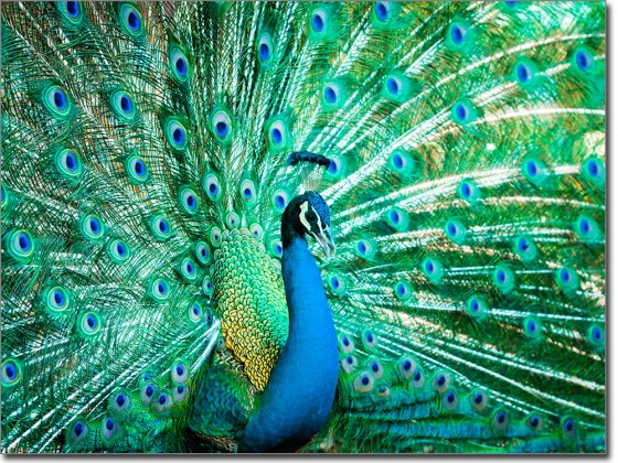 Preview: Glasbild Pfau