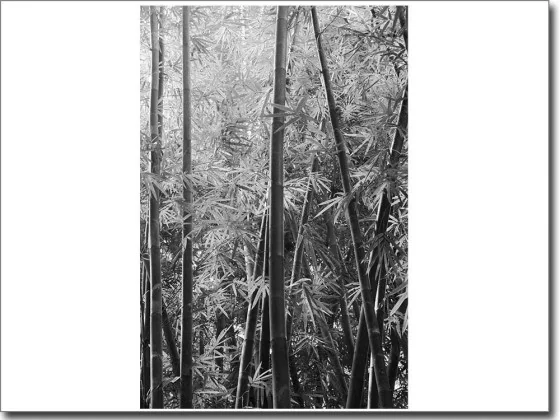 Bedruckte Fensterfolie Dschungel schwarz-weiß