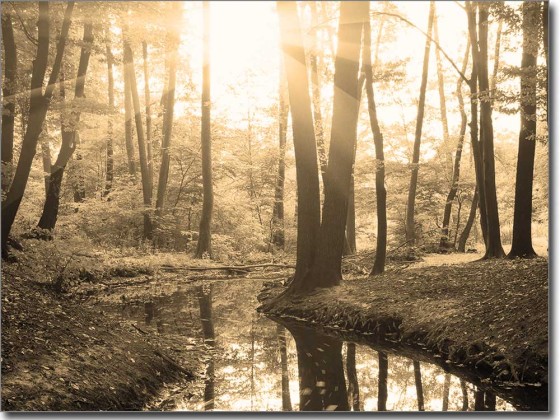 Preview: Glasbild Sonnenaufgang im Wald Preview: Glasbild Sonnenaufgang im Wald