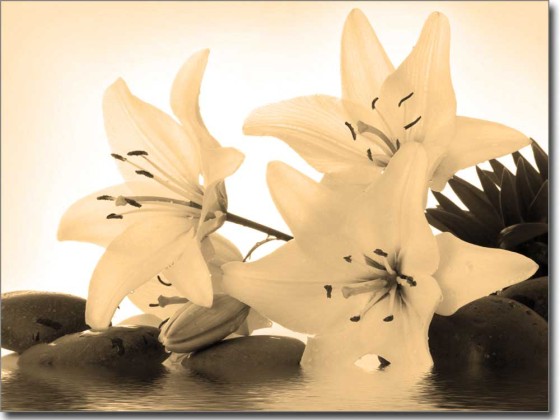 Preview: Fotofolie Wellness Lilie