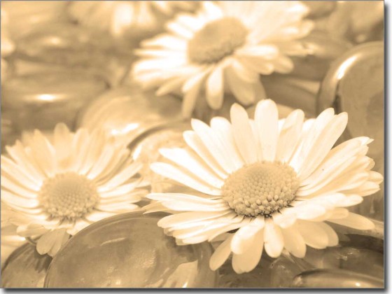 Preview: Wellness Margeriten Preview: Wellness Margeriten