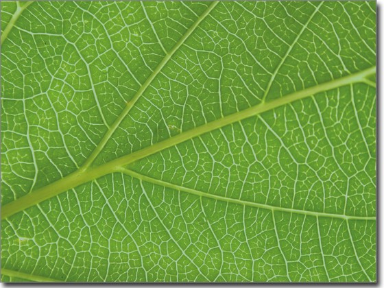 Preview: Glasbild Blattstruktur