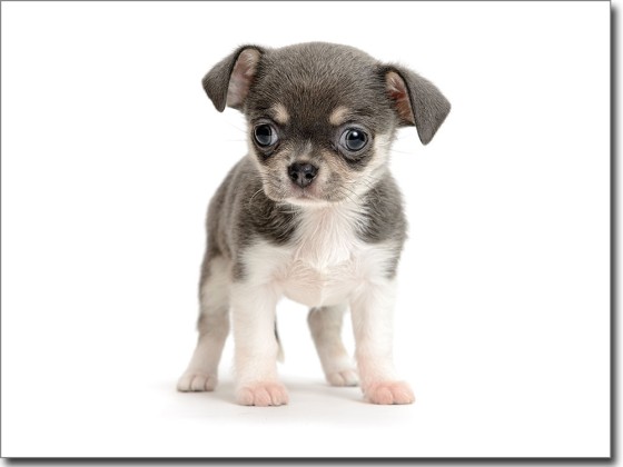 Preview: Fotofolie Chihuahua Baby Preview: Fotofolie Chihuahua Baby