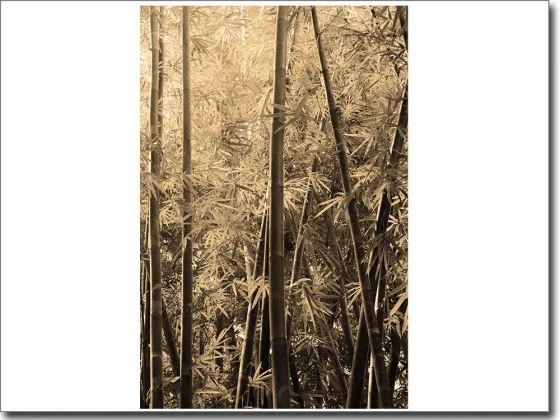 Glasfoto Dschungel Sepia