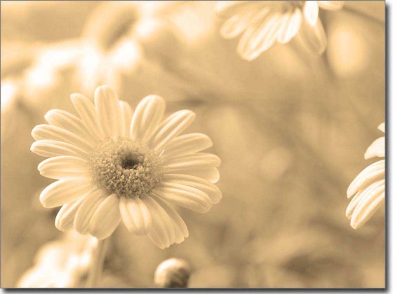 Preview: Glasbild Margeriten