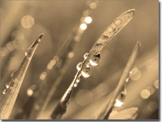 Preview: Digitaldruck Morgentau