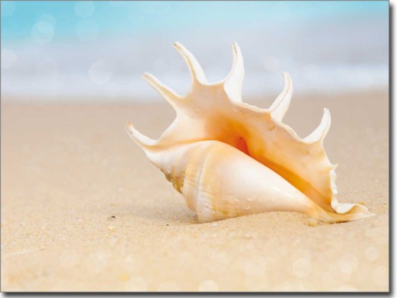 Preview: Weiße Muschel Preview: Weiße Muschel