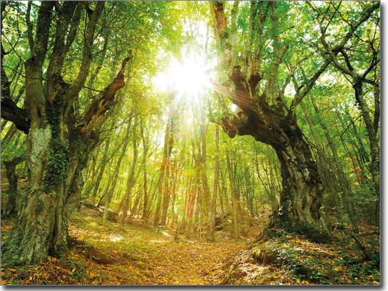 Preview: Digitaldruck Zauberwald Preview: Digitaldruck Zauberwald