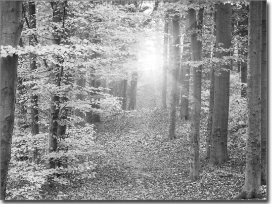 Fensterfolie Herbstwald schwarz-weiß